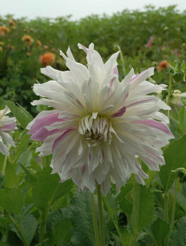 Dahlia  Mom's Special