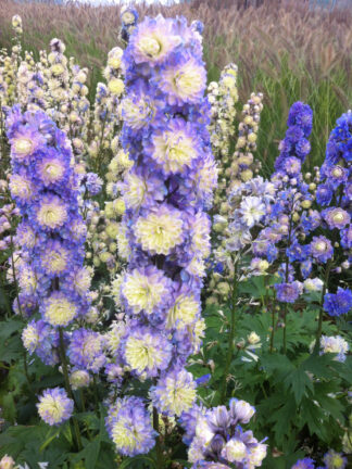 Delphinium  Bolero