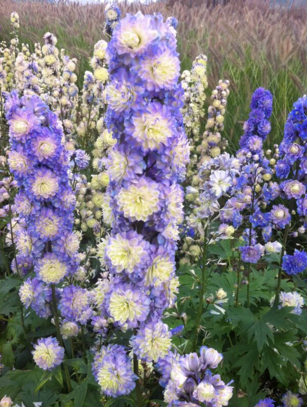 Delphinium  Bolero