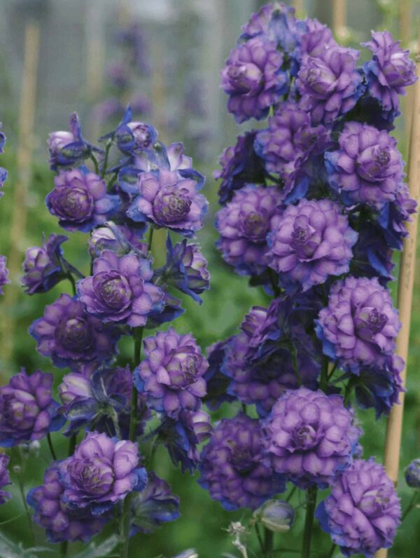 Delphinium  Sweet Sensation