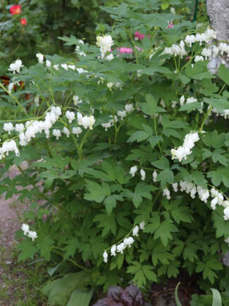 Dicentra Alba