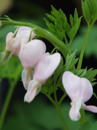 Dicentra  Cupid