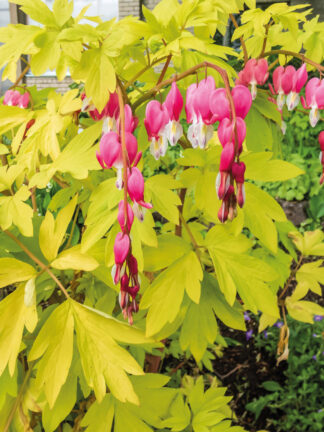 Dicentra Gold Heart