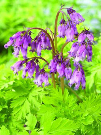 Dicentra  Spring Gold