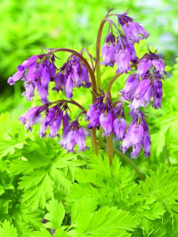 Dicentra  Spring Gold