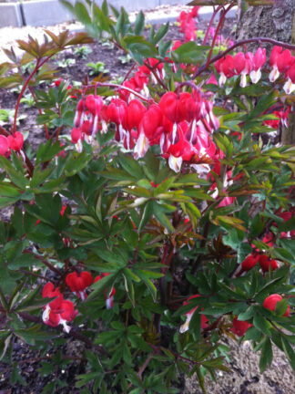 Dicentra Valentine