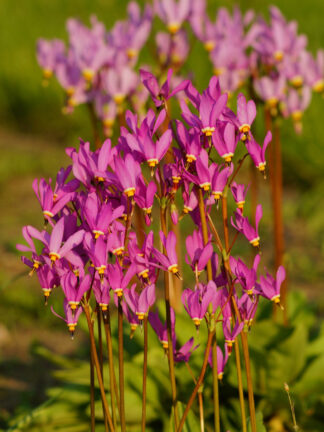 Dodecatheon  Jeffreyi