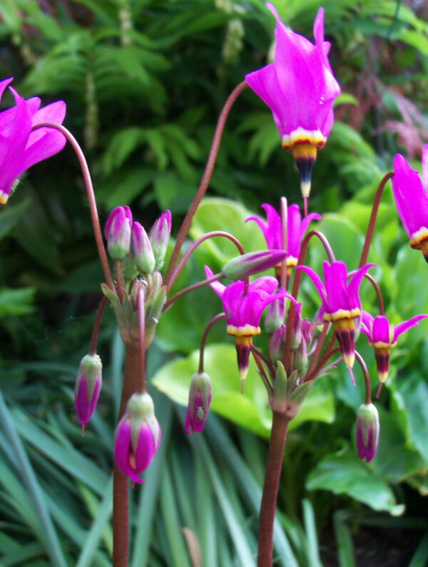 Dodecatheon  meadia