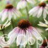 Echinacea Pretty Parasol