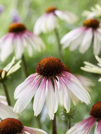 Enchinecea Pretty Parasol - case