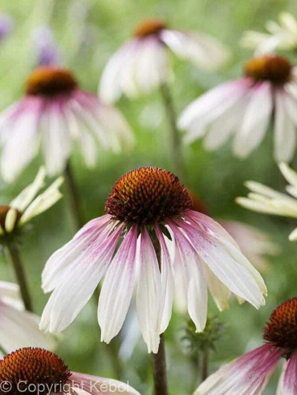 Echinacea Pretty Parasol