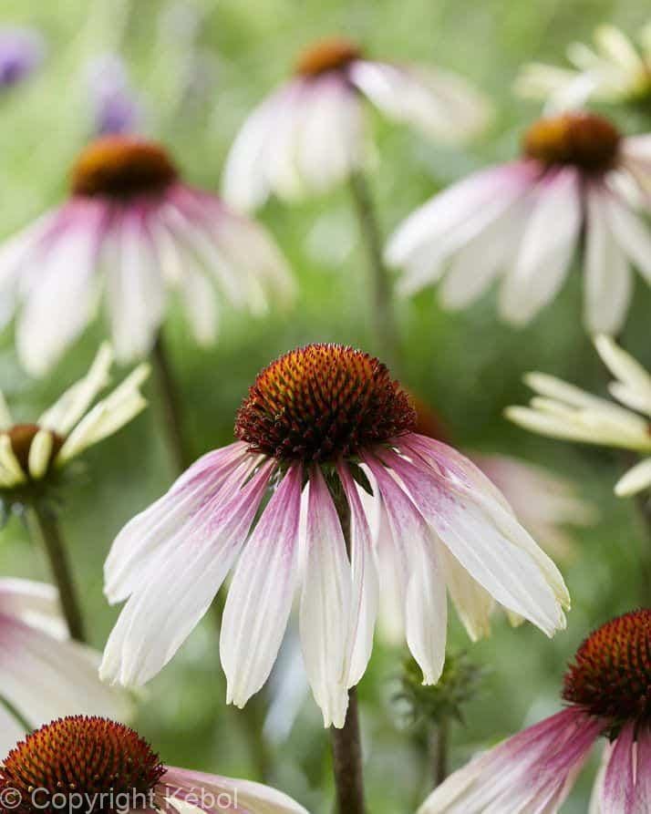Echinacea Pretty Parasol