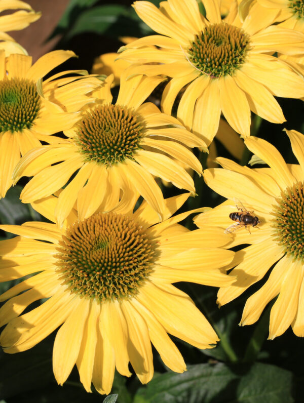 Echinacea Mellow Yellows