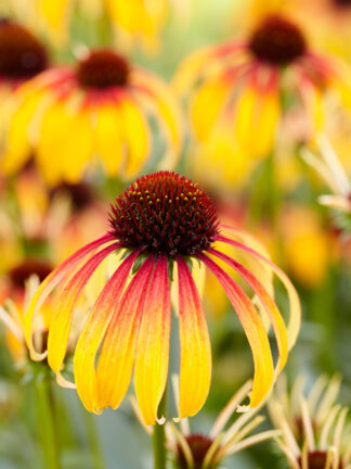 Echinacea Fiery Meadow Mama