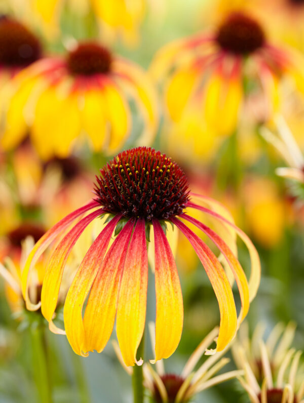 Echinacea Fiery Meadow Mama