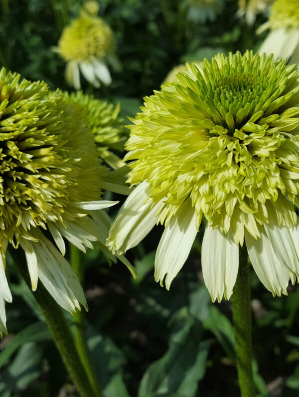 Echinacea Honeydew