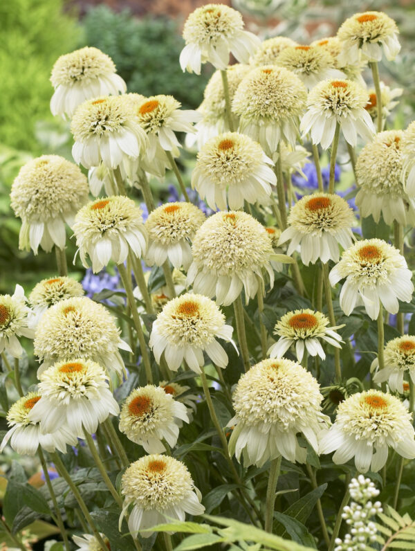 Echinacea Milkshake
