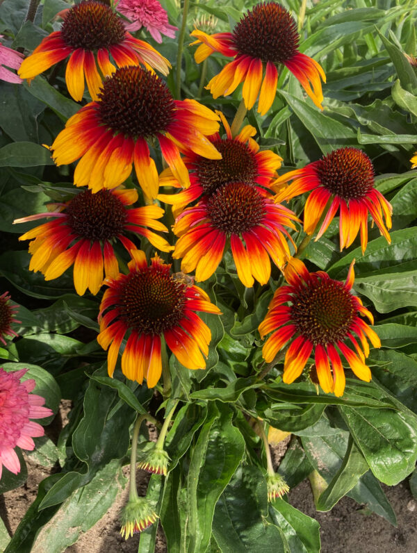 Echinacea Parrot