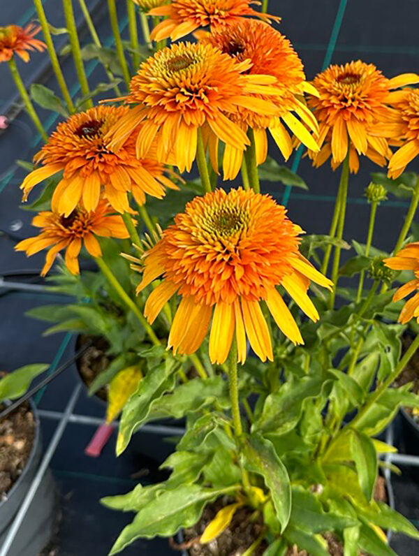 Echinacea Rhymes with Orange