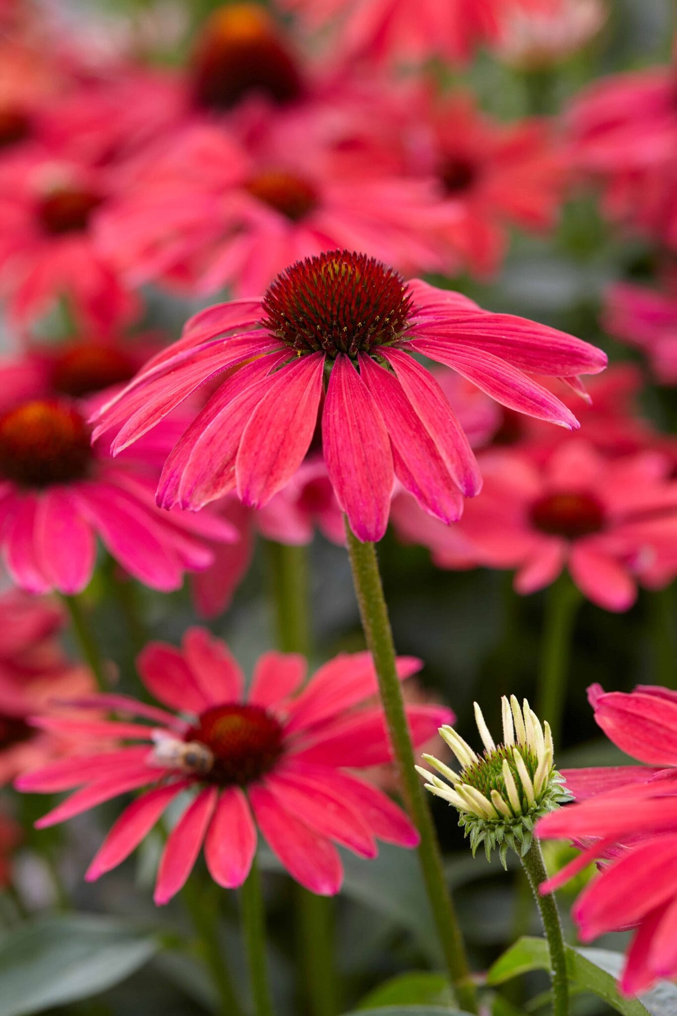 Echinacea Sweet Meadow Mama PBR