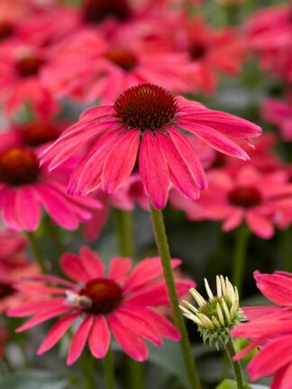 Echinacea Sweet Meadow Mama - case