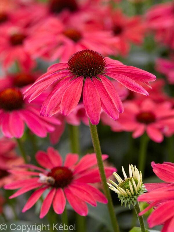Echinacea Sweet Meadow Mama PBR