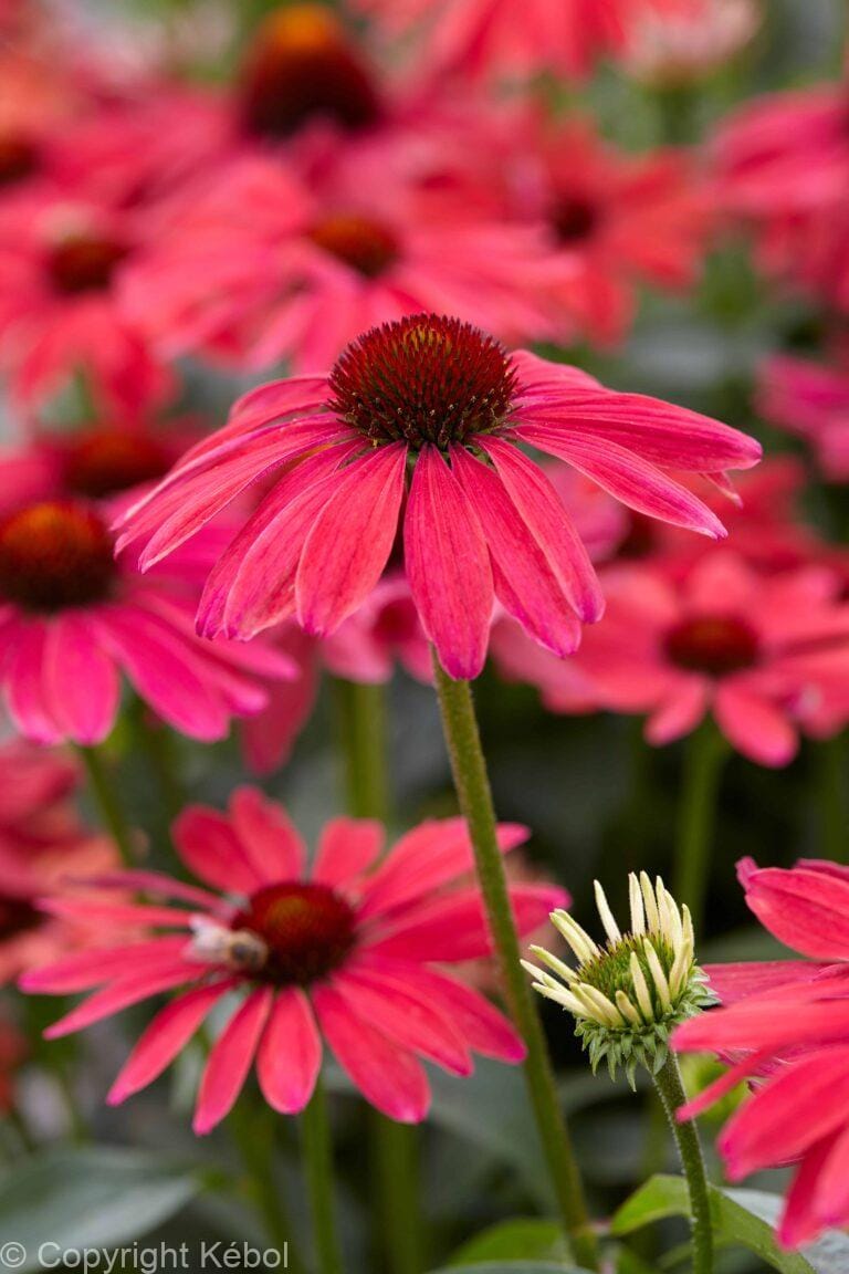 Echinacea Sweet Meadow Mama PBR