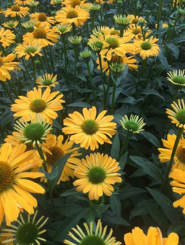 Echinacea Yellow Passion