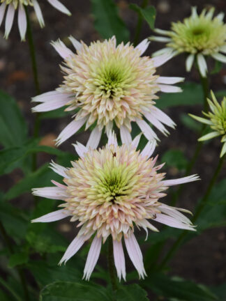 Echinacea  Cherry Fluff