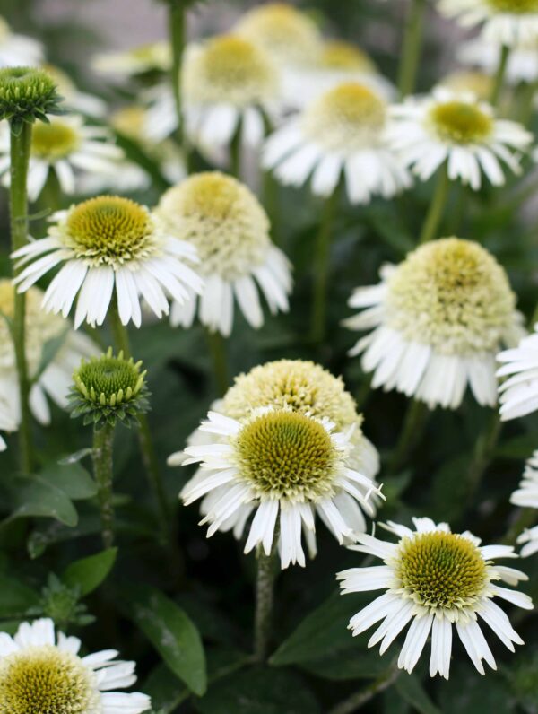Echinacea Delicious Nougat