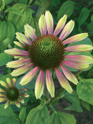 Echinacea  Green Envy
