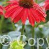 Echinacea Sombrero Salsa Red