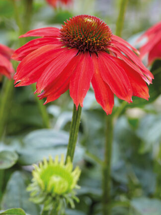 Echinacea Sombrero Salsa Red - bag