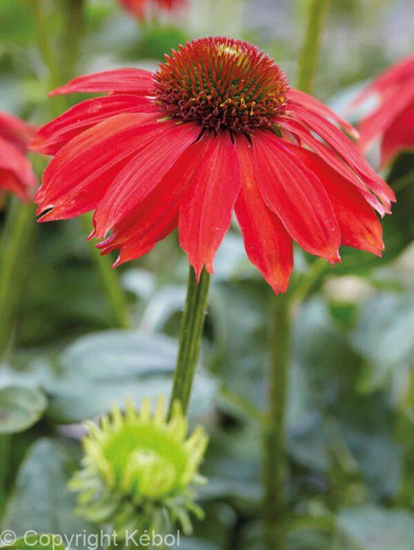 Echinacea Sombrero Salsa Red