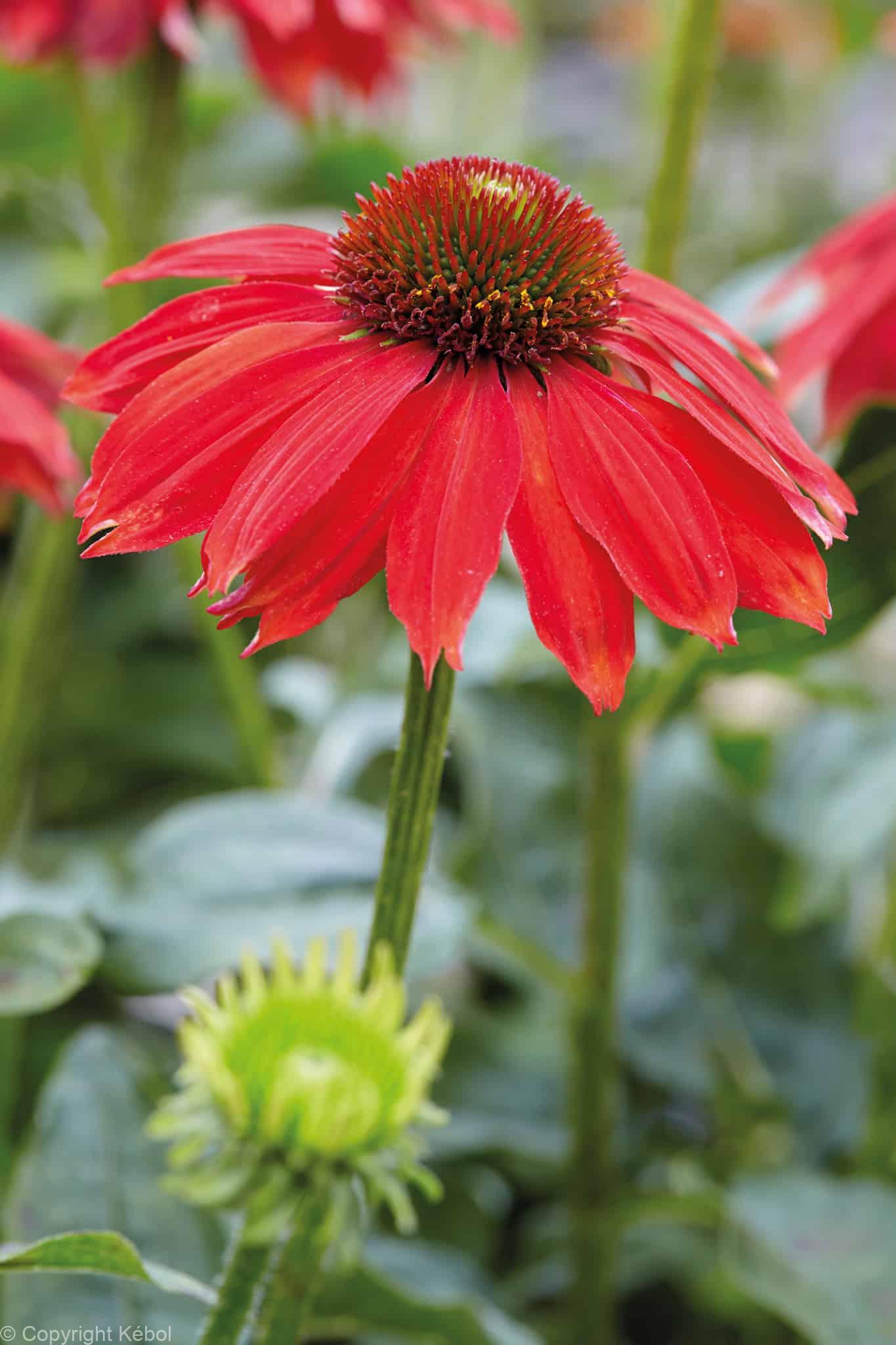 Echinacea Sombrero Salsa Red