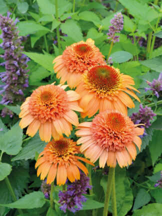 Echinacea  Supreme Cantaloupe