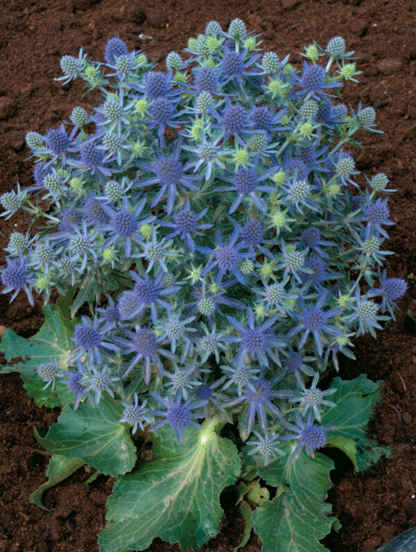 Eryngium  Blue Hobbit