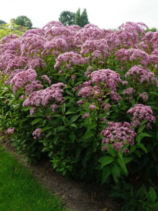Eupatorium  Atropurpureum