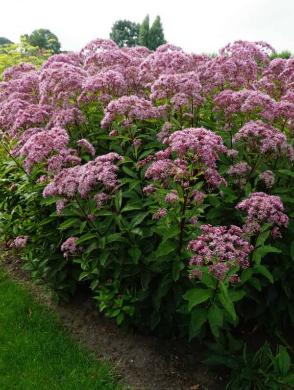 Eupatorium  Atropurpureum