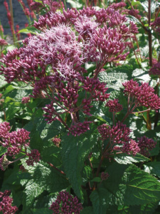 Eupatorium  Red Dwarf