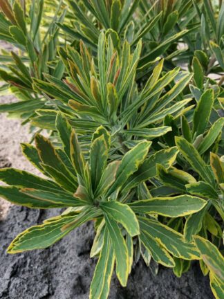 Euphorbia  Ascot Rainbow