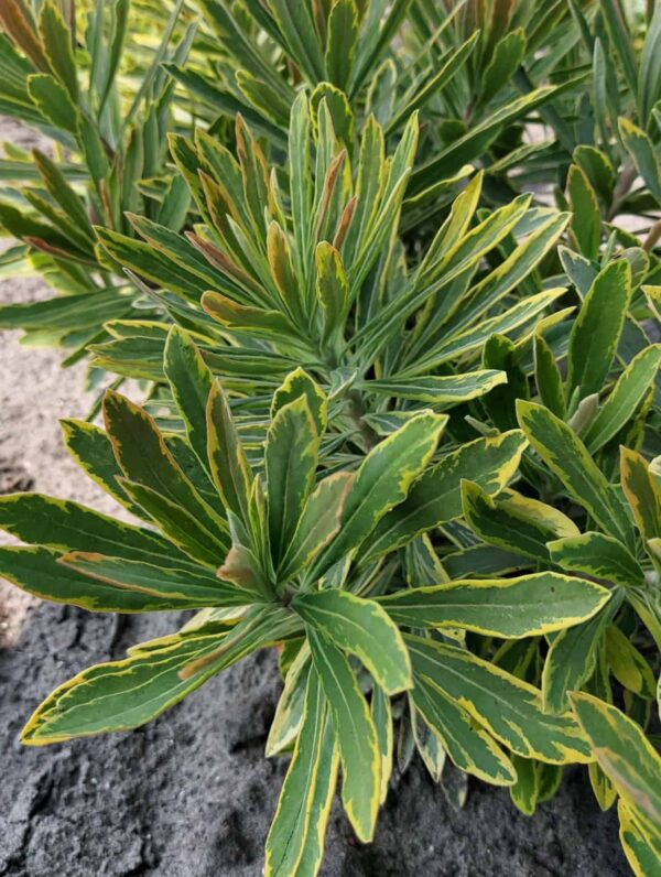Euphorbia  Ascot Rainbow