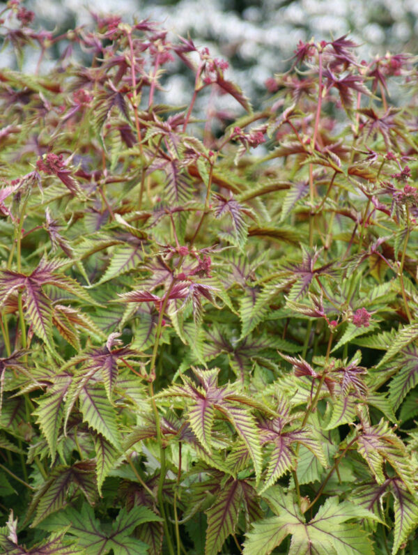Filipendula  Red Umbrellas