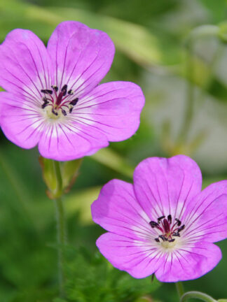 Geranium Bloomtime