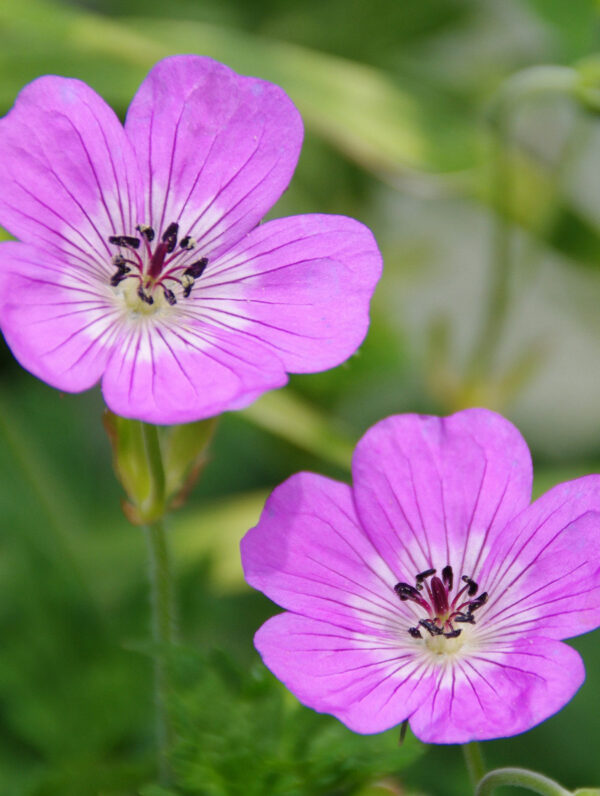 Geranium Bloomtime