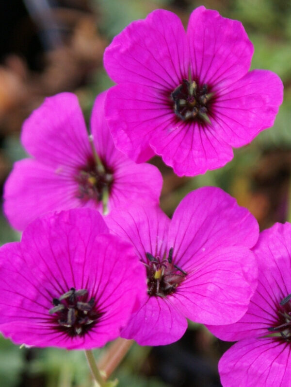 Geranium subcaulescens
