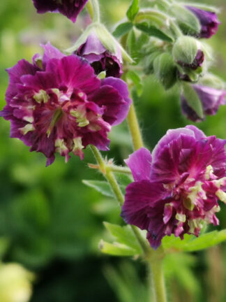 Geranium Joseph Green