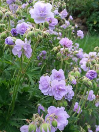 Geranium Cloud Nine