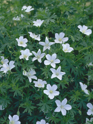 Geranium  Album