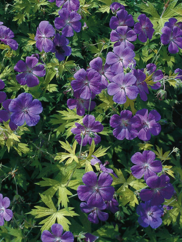 Geranium  Blue Sunrise